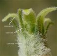  Calyx